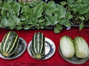 娱乐吃瓜壁纸高清